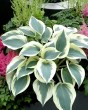 Hosta Blue Ivory